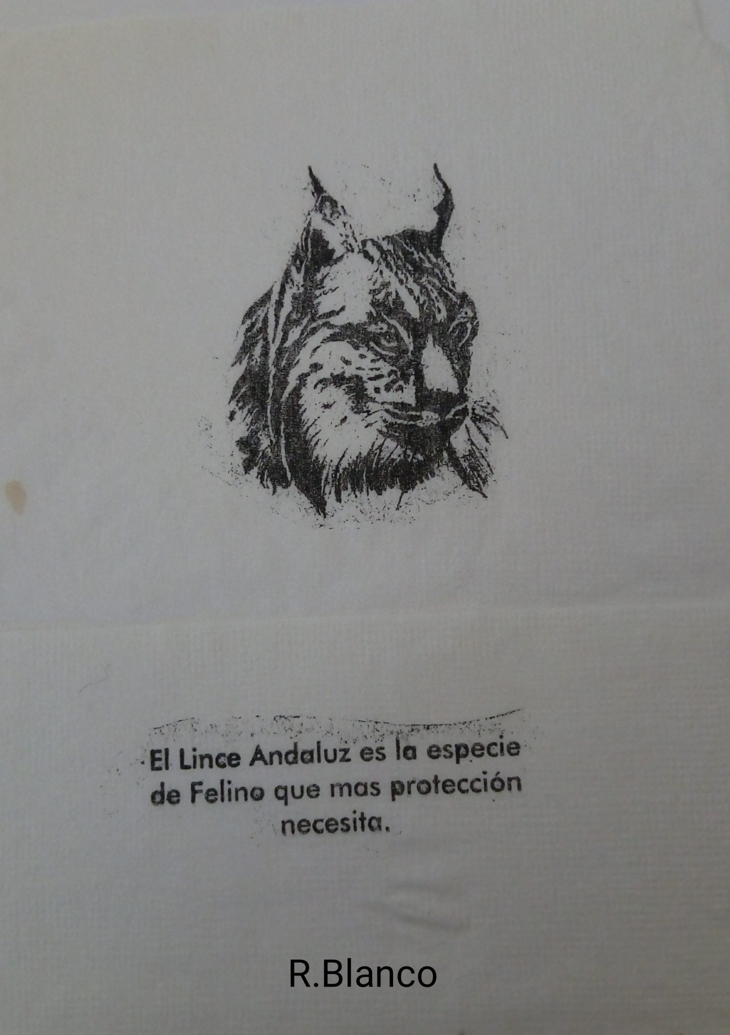 EL LINCE ANDALUZ ES LA ESPECIE DE FELINO QUE MAS PROTECCION NECESITA
